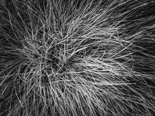 closeup grass field texture in black and white Mural by Timmy333