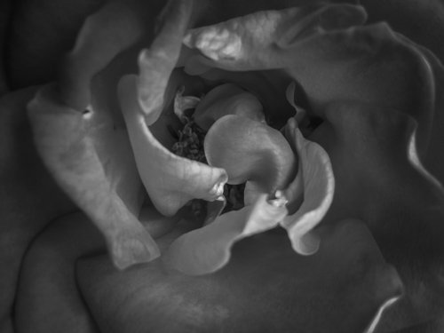 closeup rose texture abstract in black and white Mural by Timmy333