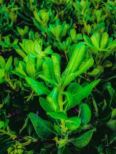 green leaves plant texture background Mural by Timmy333