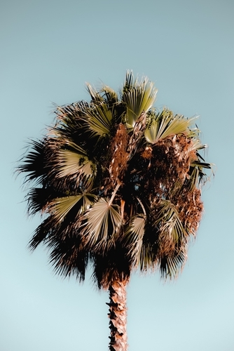 Closeup isolated palm tree with green leaves in summer with blue sky Mural by Timmy333