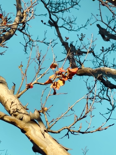 Tree branch with orange autumn leaves and blue sky Mural by Timmy333