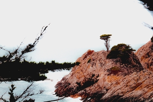 isolated tree with ocean view at Big Sur Highway1 California USA Mural by Timmy333