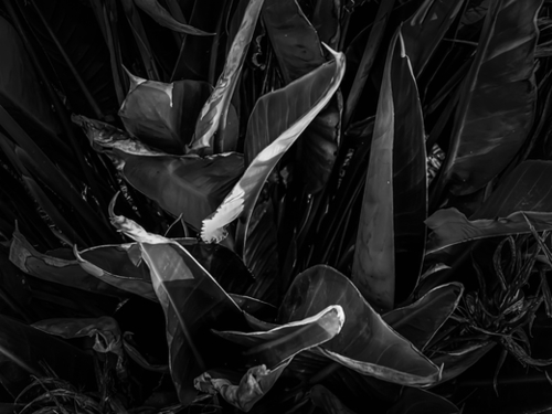 bird of paradise leaves texture background in black and white Mural by Timmy333