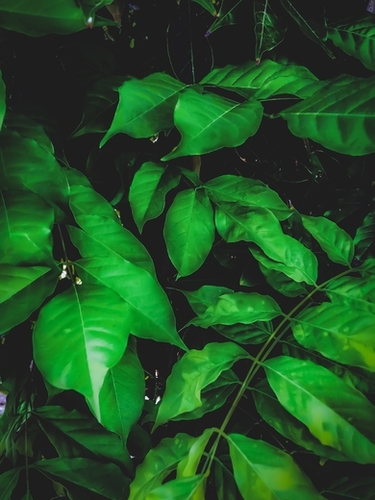 green leaves texture background Mural by Timmy333