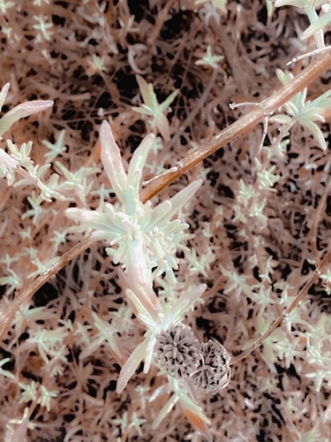 dry flowers with brown dry grass texture abstract background Mural by Timmy333