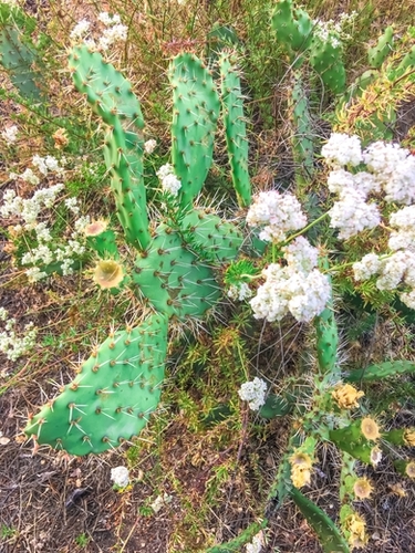 green cactus with blooming white flowers Mural by Timmy333