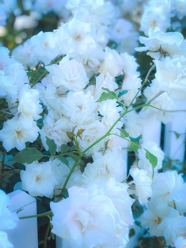 closeup white roses garden with green leaves Mural by Timmy333