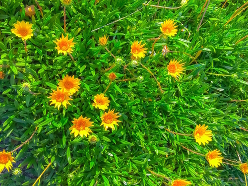 blooming yellow flowers field with green leaves Mural by Timmy333
