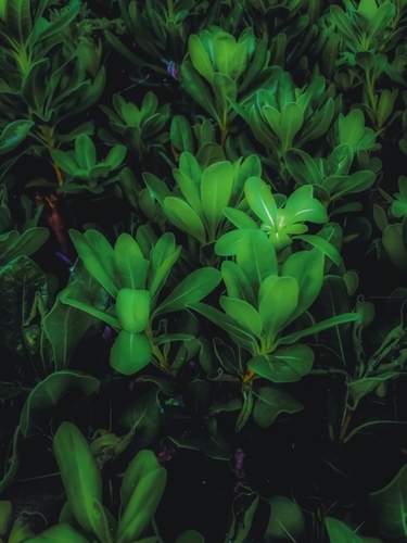 Closeup green leaves plant garden texture background Mural by Timmy333