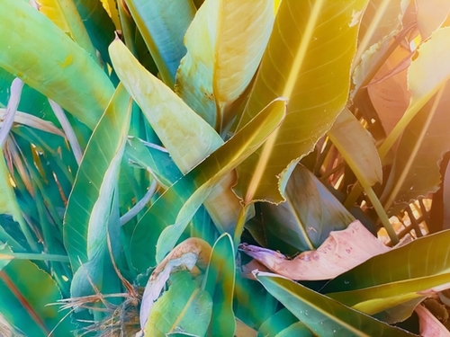 closeup green leaves bird of paradise texture background Mural by Timmy333