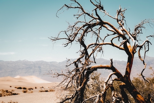 Tree branch in the sand desert and mountain view at Death Valley national park California USA Mural by Timmy333