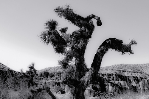 cactus in the desert at Red Rock Canyon state park California USA in black and white Mural by Timmy333