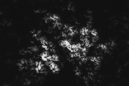 blooming flowers background in black and white Mural by Timmy333