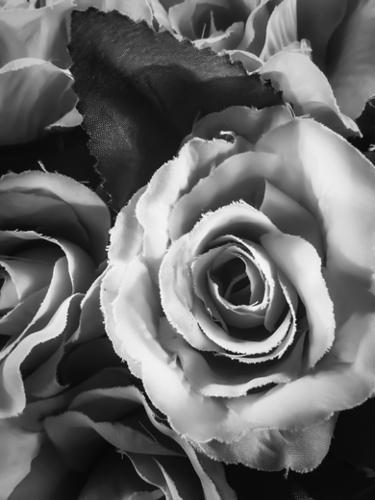 blooming rose texture background in black and white Mural by Timmy333