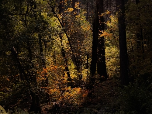 Autumn tree in the forest at Yosemite national park California USA Mural by Timmy333
