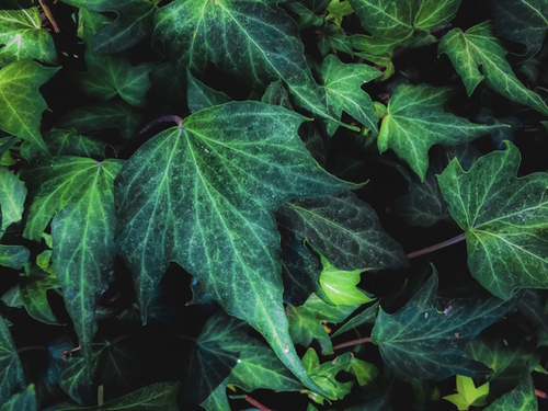 closeup green ivy leaves background Mural by Timmy333