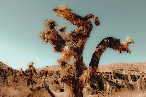 Cactus and desert at Red Rock Canyon State Park California USA Mural by Timmy333