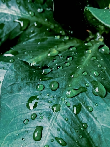 Closeup green leaves plant texture with drop of water Mural by Timmy333