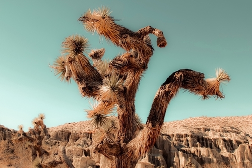 Cactus and desert at Red Rock Canyon State Park California USA Mural by Timmy333