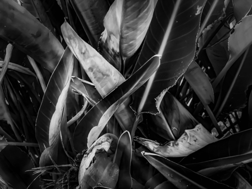 bird of paradise leaves texture in black and white Mural by Timmy333