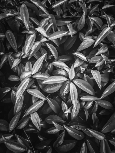 leaves texture background in black and white Mural by Timmy333