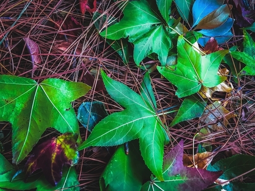 closeup green leaves on the dry grass Mural by Timmy333