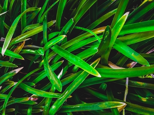 closeup green leaves texture background Mural by Timmy333