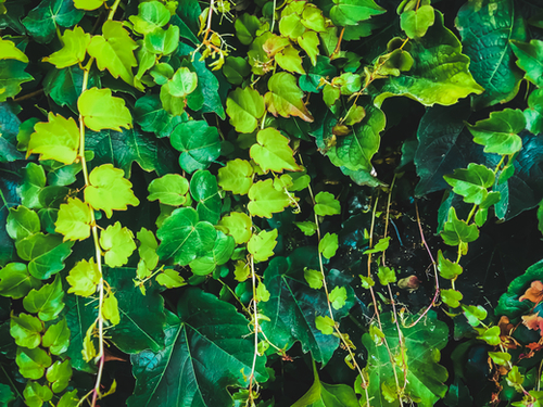 closeup green ivy leaves garden texture background Mural by Timmy333