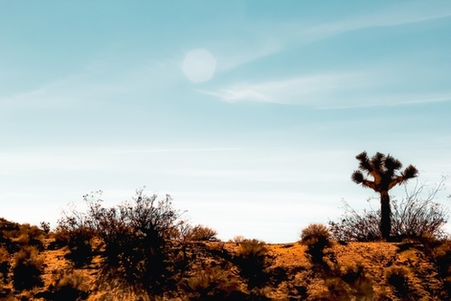 Cactus and desert view at Red Rock Canyon State Park California USA Mural by Timmy333