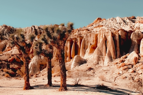 Desert and cactus at Red Rock Canyon State Park California USA Mural by Timmy333