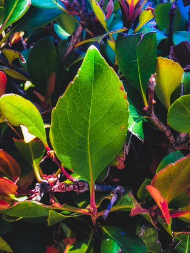 closeup green leaves with orange and green leaves background Mural by Timmy333