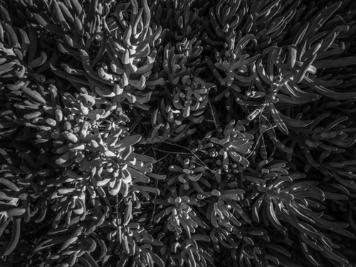 closeup succulent plant garden texture in black and white Mural by Timmy333