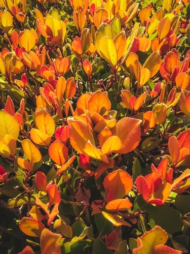 closeup orange leaves plant texture background Mural by Timmy333