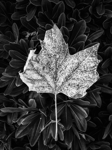 closeup leaves texture in black and white Mural by Timmy333