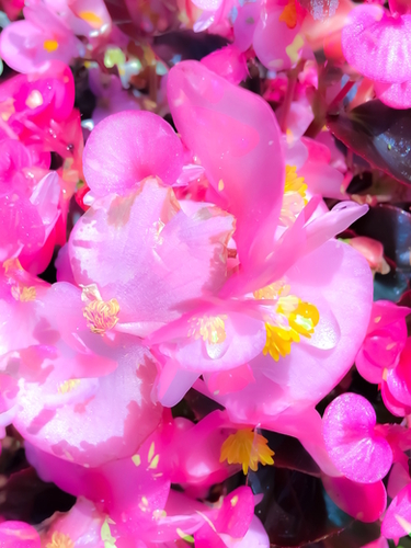 closeup blooming pink flowers with yellow pollen Mural by Timmy333