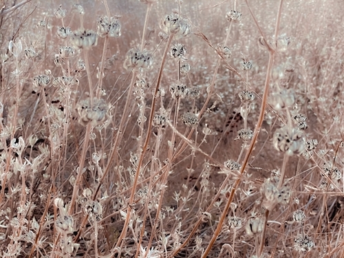 blooming dry flowers with brown dry grass background Mural by Timmy333