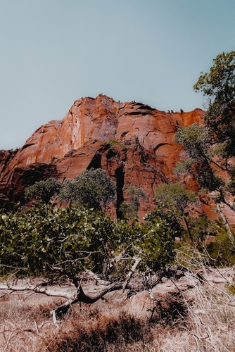 mountain with green tree in the forest at Zion national park, Utah, USA Mural by Timmy333