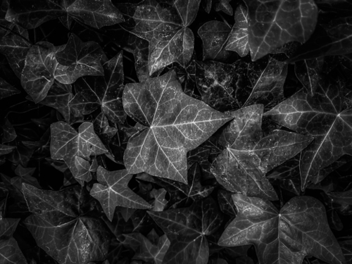 closeup ivy leaves texture background in black and white Mural by Timmy333