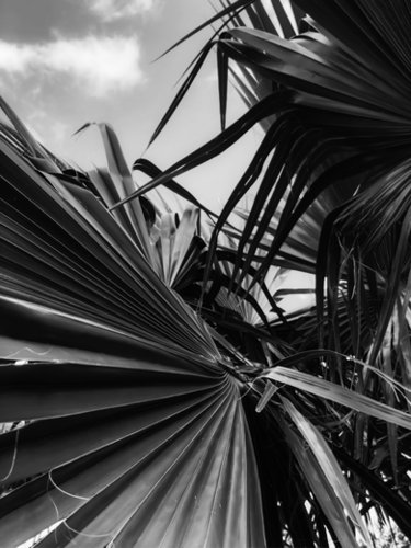 palm leaves texture background in black and white Mural by Timmy333