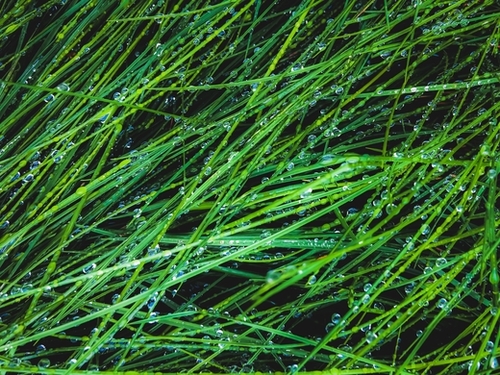 closeup green grass texture background with raindrops Mural by Timmy333