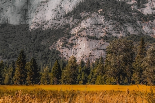 green tree with mountain background at Yosemite national park California USA Mural by Timmy333