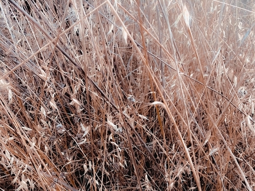 brown dry grass field texture abstract background Mural by Timmy333