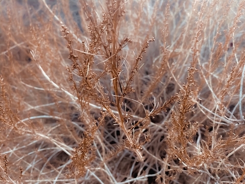 Closeup dry brown plant texture abstract background Mural by Timmy333