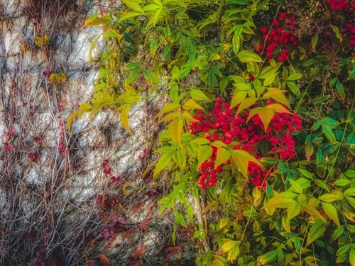 red seed plant with green leaves and cement wall background Mural by Timmy333