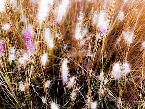 Closeup blooming pink grass flowers field abstract Mural by Timmy333