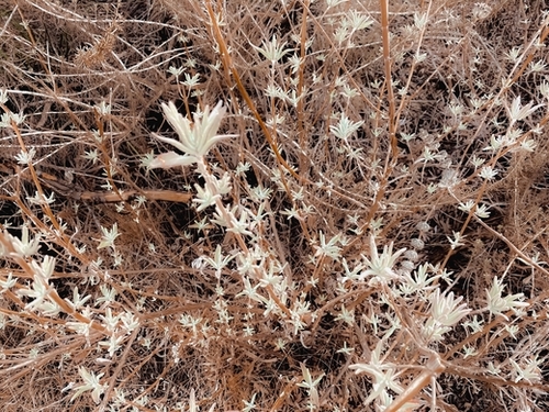 blooming dry flowers with brown dry grass background Mural by Timmy333