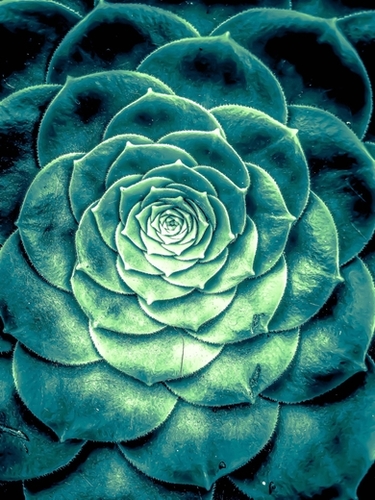 closeup green succulent plant leaves background Mural by Timmy333