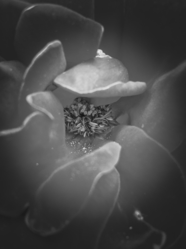 closeup rose texture in black and white Mural by Timmy333