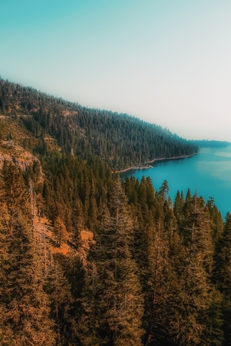 pine tree and lake at Emerald Bay Lake Tahoe California USA Mural by Timmy333