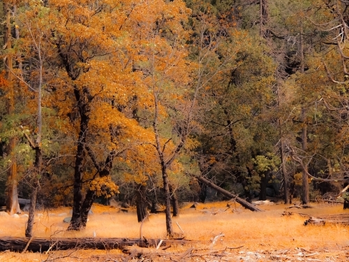 Autumn tree at Yosemite national park California USA Mural by Timmy333